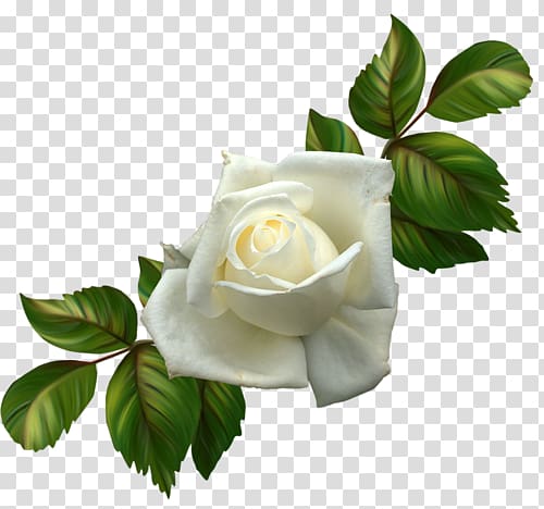 white roses transparent background PNG clipart