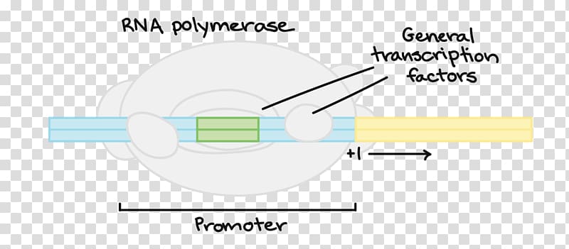 Paper Line Technology Angle, Transcription Factor transparent background PNG clipart