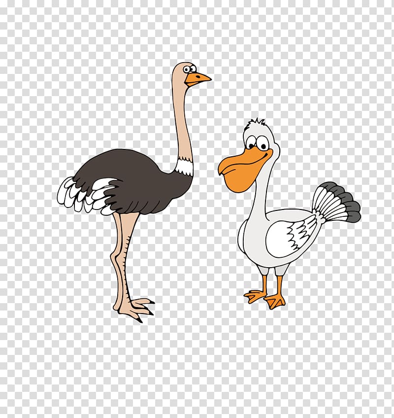 Common ostrich Bird Gulls Cartoon Drawing, Cartoon Ostrich material transparent background PNG clipart