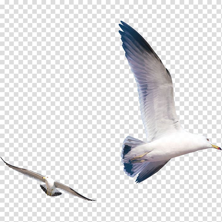 two flying seagulls, Gulls Bird, Flying seagull transparent background PNG clipart
