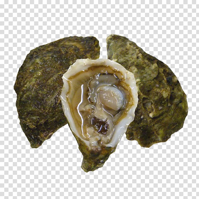 Oyster, minced Garlic transparent background PNG clipart