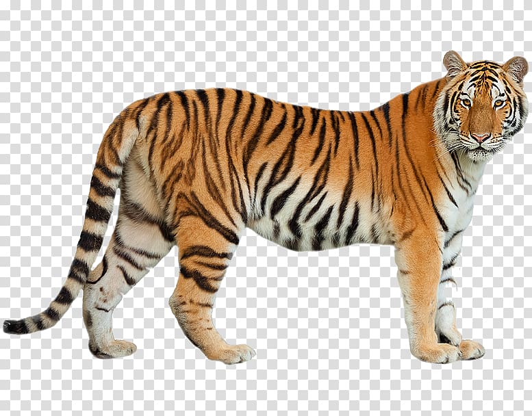 Felidae Siberian Tiger Bengal tiger Bengal cat Amur leopard, suo transparent background PNG clipart