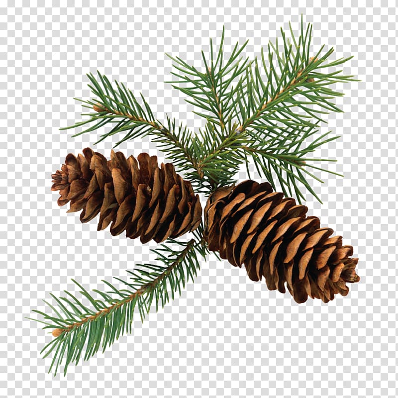 Conifer cone Fir Conifers , pine cone transparent background PNG clipart