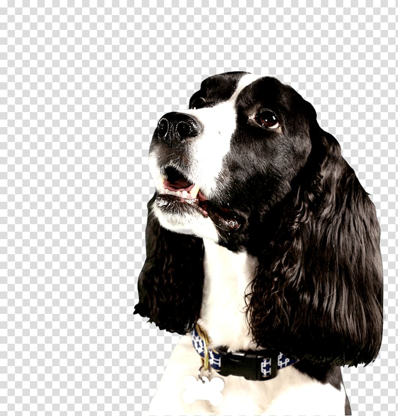 English Springer Spaniel Russian Spaniel Pet sitting Beagle Dog breed, others transparent background PNG clipart