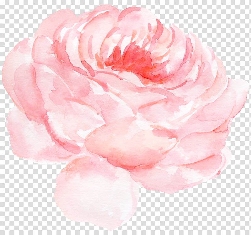 peony flower watercolor pattern transparent background PNG clipart