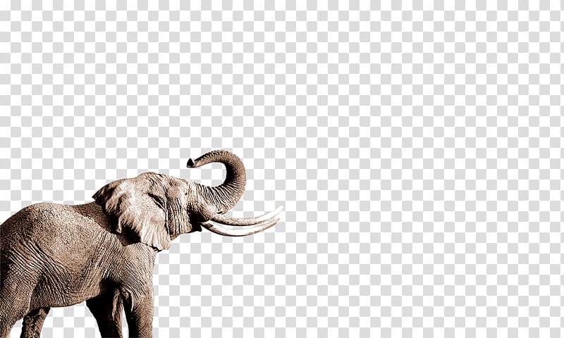 African elephant Indian elephant Nose, Elephant transparent background PNG clipart