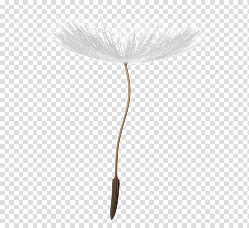 white dandelion illustration, Flowering plant Brush Flowering plant Feather, dandelion seeds transparent background PNG clipart