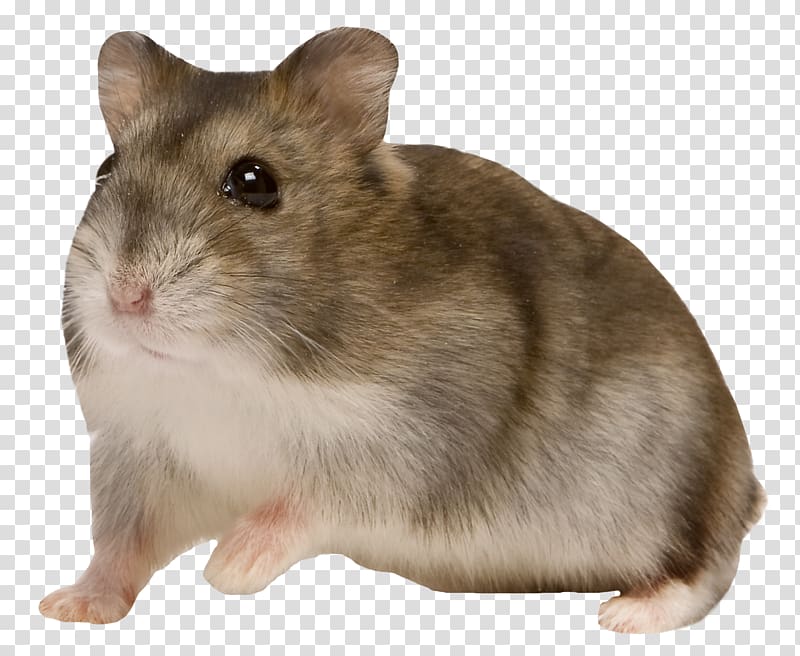 Hamster transparent 2024