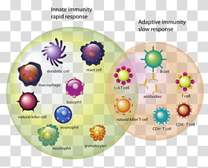 Immune System Logo, Immune System, Health, Immunity, Disease, Luan ...