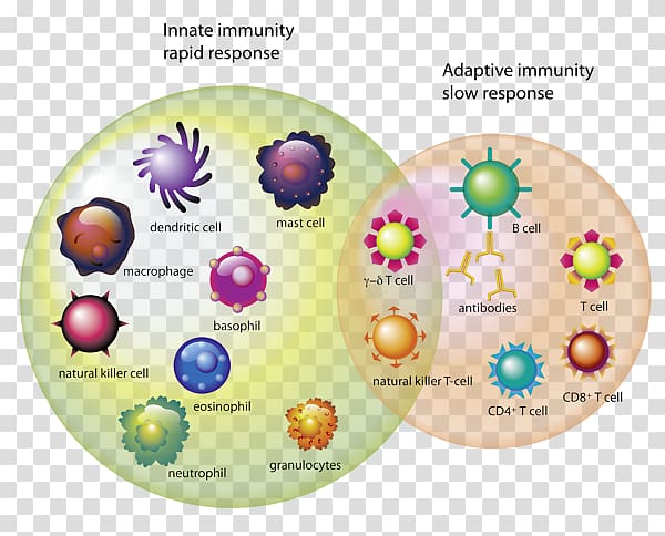 Immune system T cell Immunity White blood cell, immune system transparent background PNG clipart