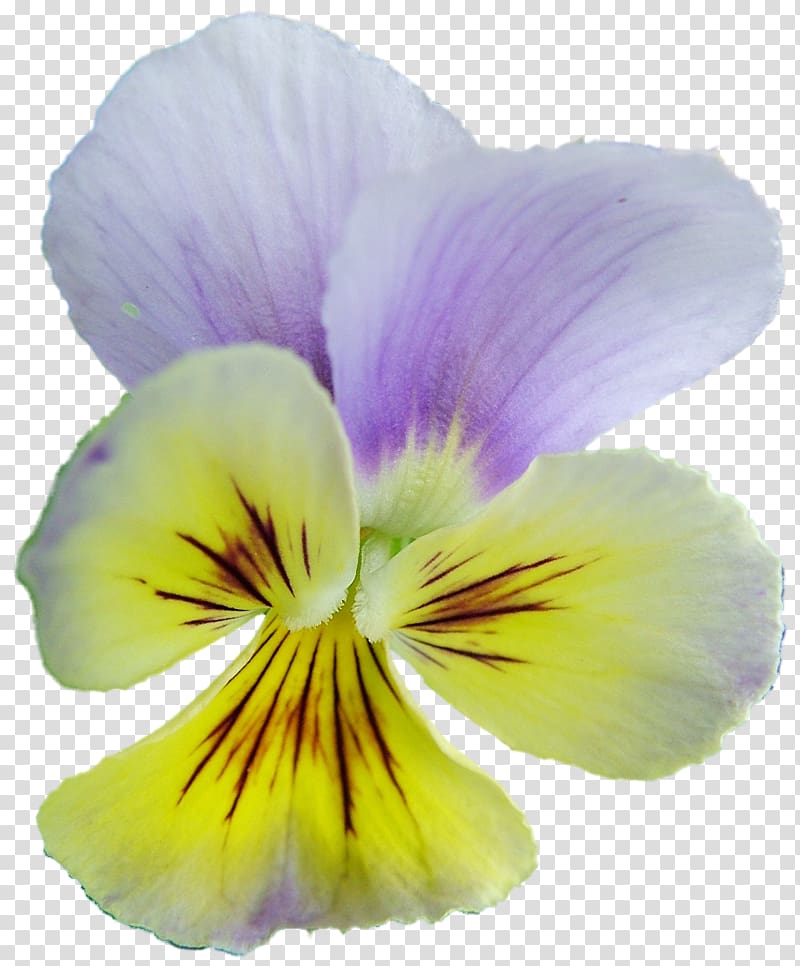 Pansy Archive file RAR , others transparent background PNG clipart