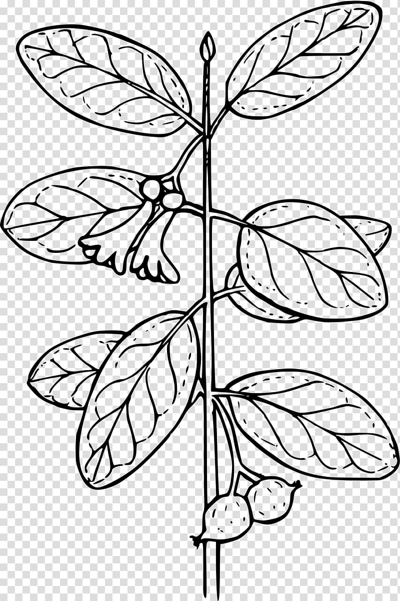 Coloring book Plant Lonicera involucrata Lonicera sempervirens, honeysuckle transparent background PNG clipart