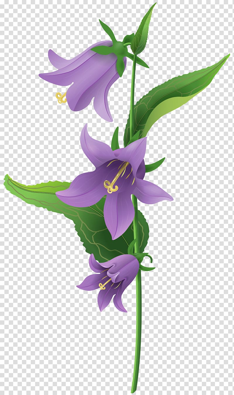 three purple flowers with green leaves, Bellflower , Wild Purple Bell Flower transparent background PNG clipart