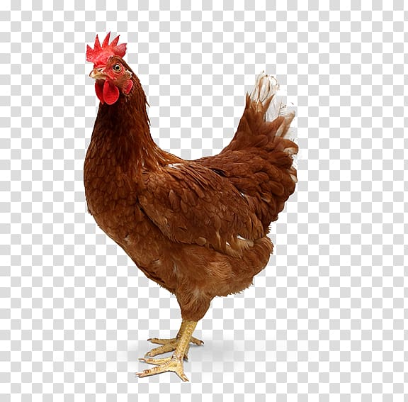 Ayam Cemani Desktop Tandoori chicken Roast chicken Hen, hen chicken transparent background PNG clipart