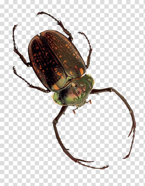 Japanese rhinoceros beetle Dung beetle Weevil, beetle transparent background PNG clipart