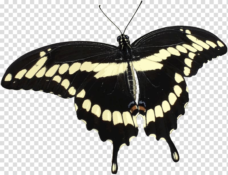 To Pimp a Butterfly Swallowtail butterfly Papilio cresphontes, Giant transparent background PNG clipart
