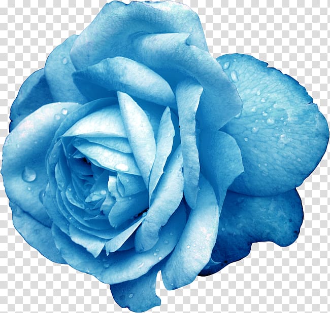 Blue rose Cut flowers Garden roses, exquisite blue flowers transparent background PNG clipart