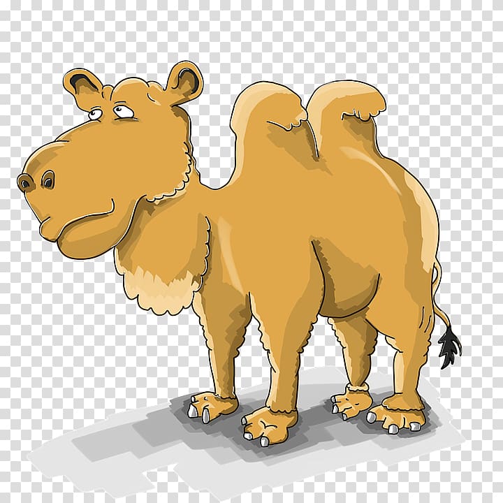 Dromedary Bactrian camel Cartoon Drawing, cartoon camel transparent background PNG clipart