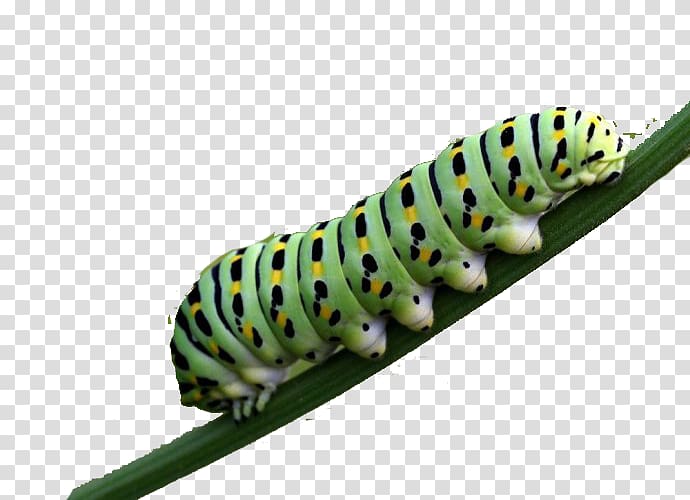Butterfly Caterpillar Larva Pollinator, In the butterfly family larvae are carnivorous transparent background PNG clipart