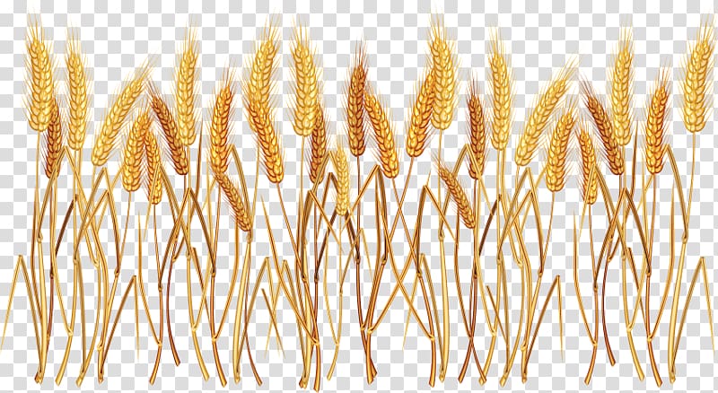 Ear Cereal Common wheat , wheat Seeds transparent background PNG clipart