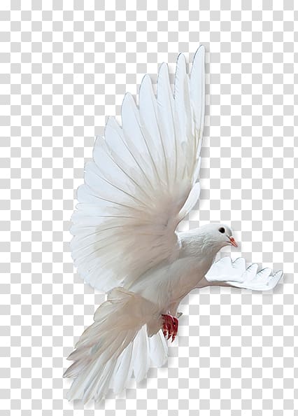 Rock dove Columbidae Bird Release dove, Made Of Honor transparent background PNG clipart