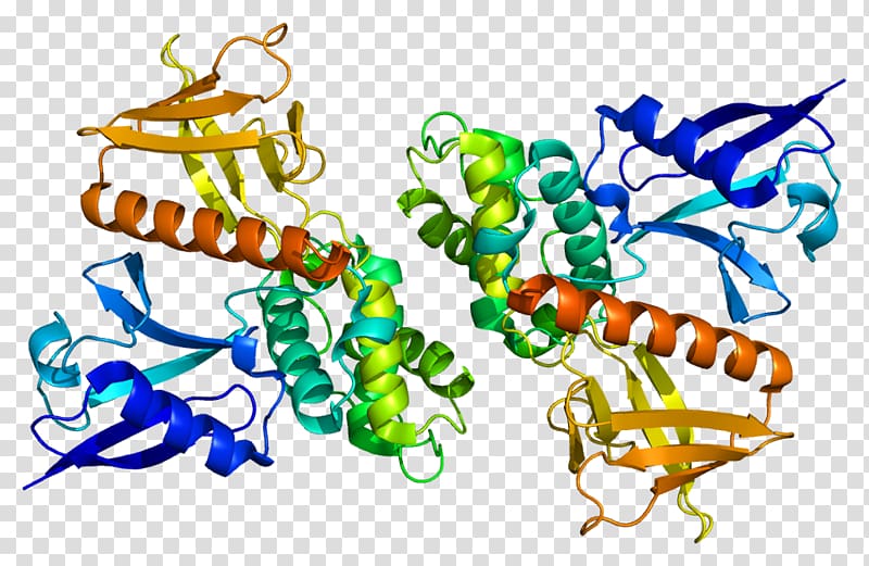 Merlin Neurofibromatosis type II ERM protein family Tumor suppressor gene, ribbon pattern transparent background PNG clipart
