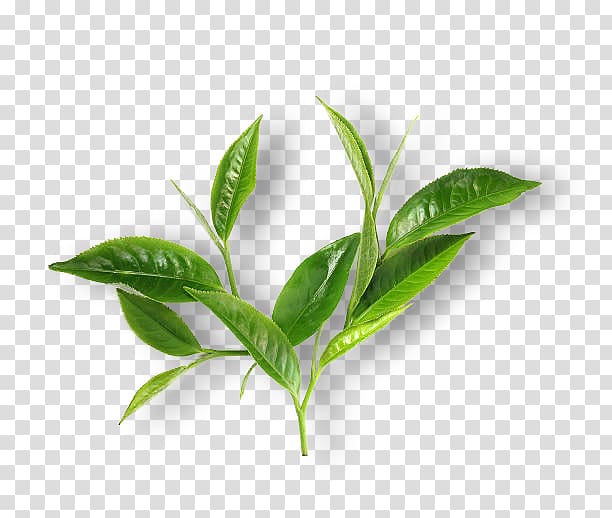 green plant, Green tea Matcha Leaf Breakfast, tea green transparent background PNG clipart