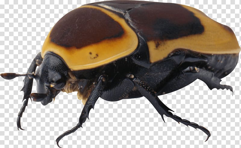 black and brown American carrion beetle, Bug Yellow Black transparent background PNG clipart