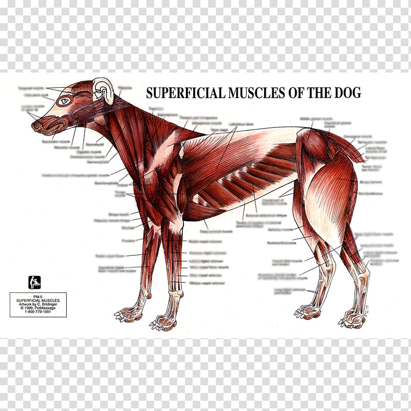 Dog anatomy Muscle Human body, Dog transparent background PNG clipart