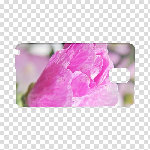 Pink M, musk flower transparent background PNG clipart
