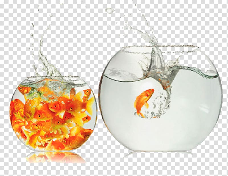 Comfort zone Breakout Creativity Thought, fish bowl transparent background PNG clipart