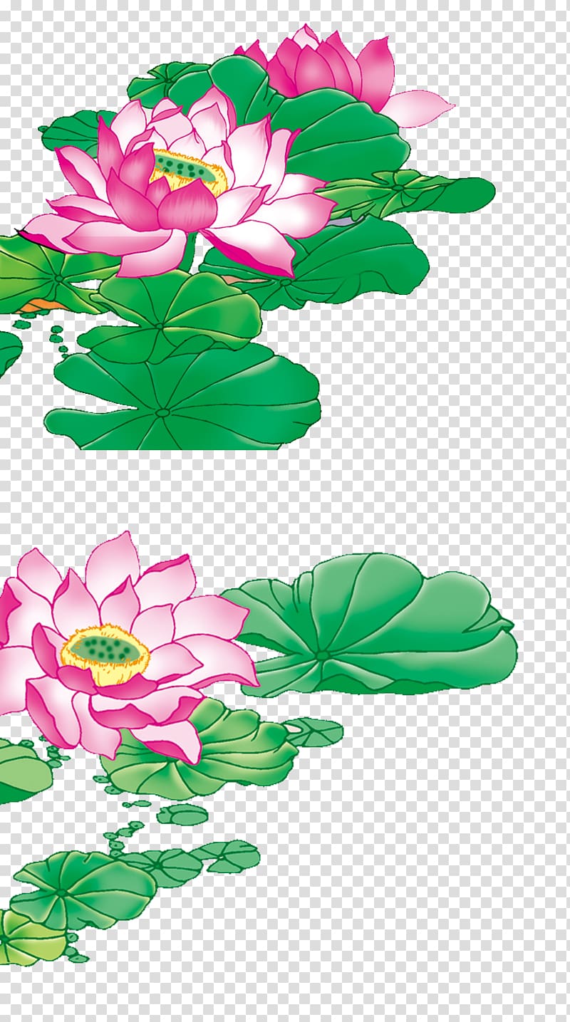 Designer, Lotus transparent background PNG clipart