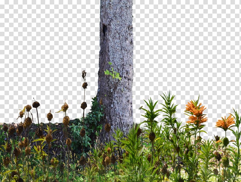 The Wild Trees Flower Trunk, stump transparent background PNG clipart