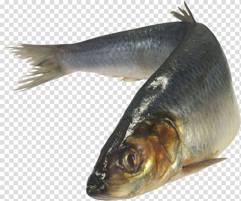 Dressed herring Fish Clupeidae Soused herring Norwegian cuisine, fishing pole transparent background PNG clipart