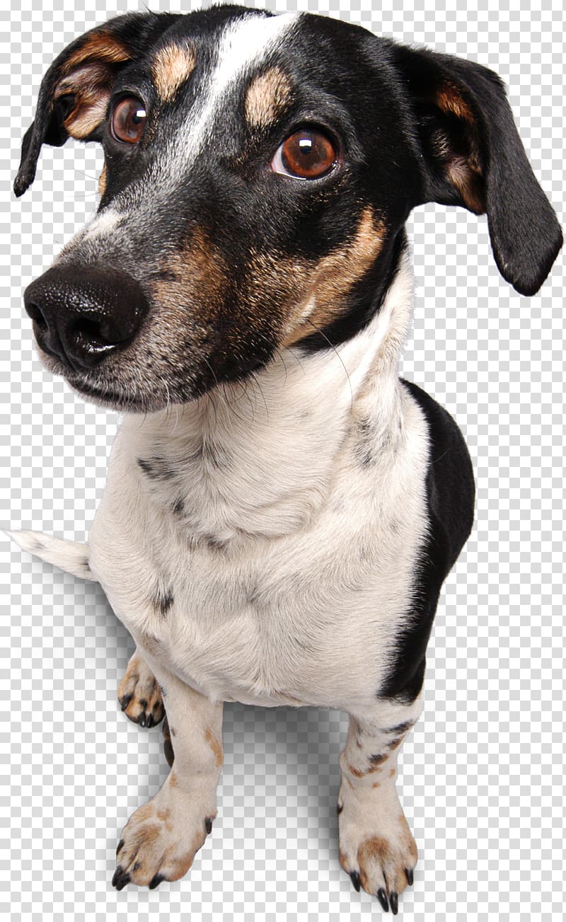 Seznam.cz Miniature Fox Terrier Email Rat Terrier Password, email transparent background PNG clipart