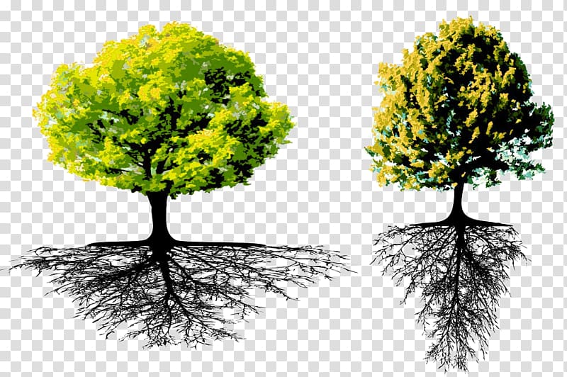 Root Tree Separative sewer Line, Eucalyptus root material transparent background PNG clipart