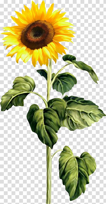 Common sunflower , Girasoles transparent background PNG clipart