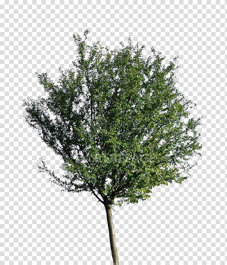 Neem Tree Oak, tree planting transparent background PNG clipart