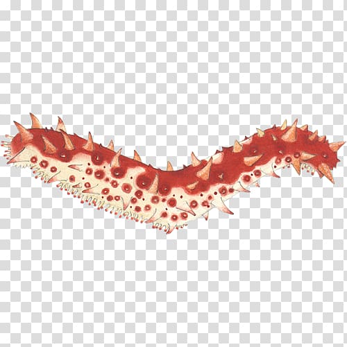 Sea cucumber as food Seafood Watch British Columbia, others transparent background PNG clipart