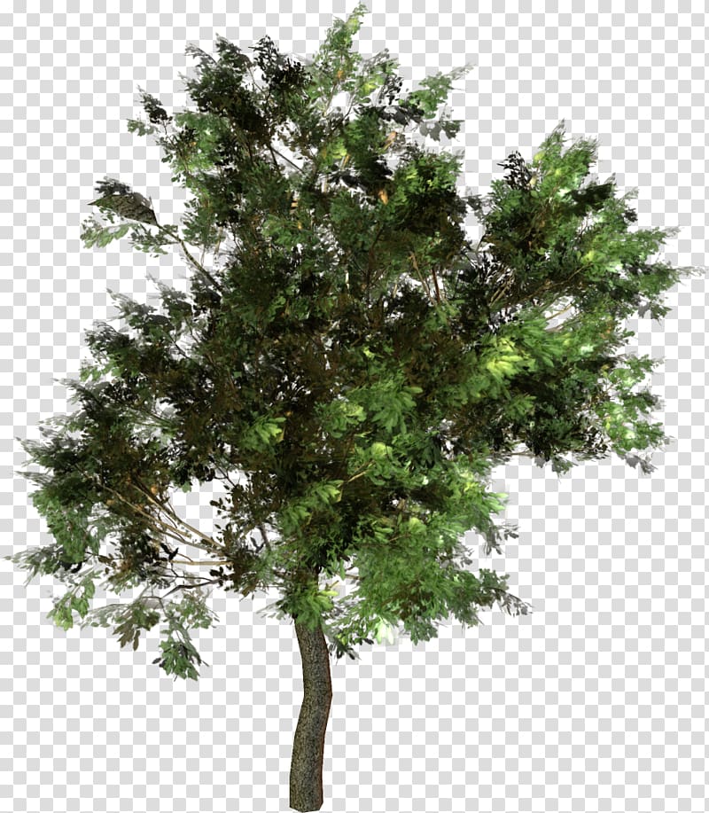 Branch Pinus taeda Tree Western yellow pine Conifer cone, tree transparent background PNG clipart