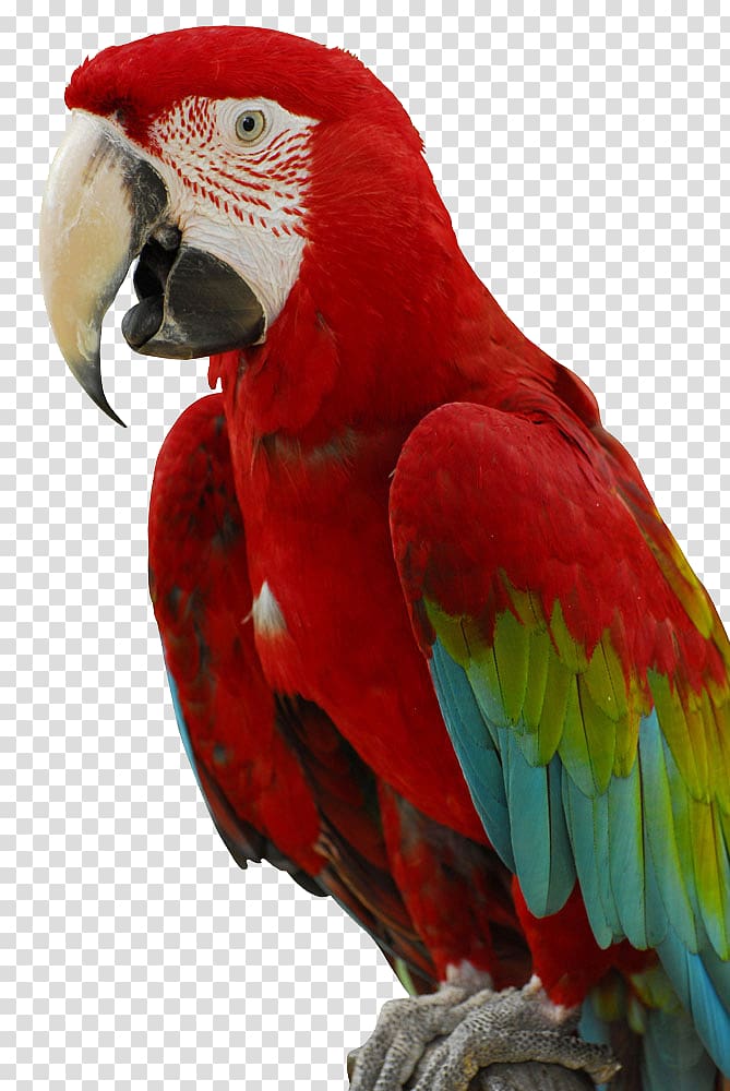 Cockatiel Bird Cockatoo Parakeet Chew toy, parrot transparent background PNG clipart