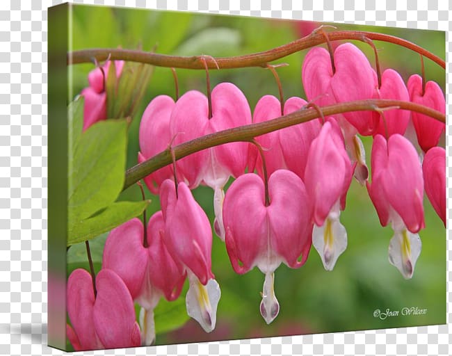 Petal Pink M Calendar RTV Pink CafePress, Bleeding heart transparent background PNG clipart