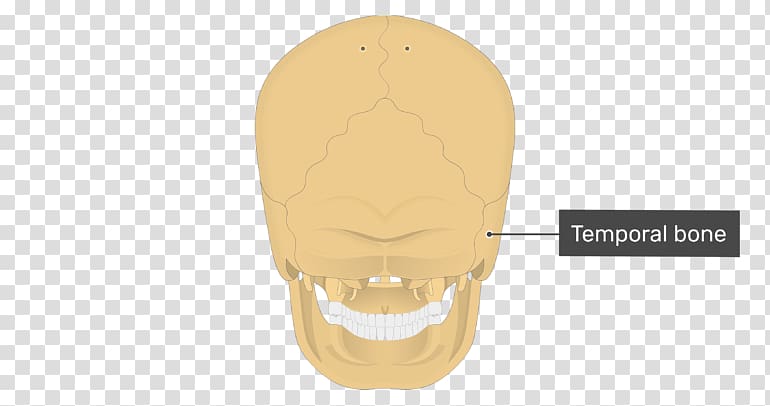 Temporal bone Skull Mastoid process Occipital bone, skeletal system transparent background PNG clipart