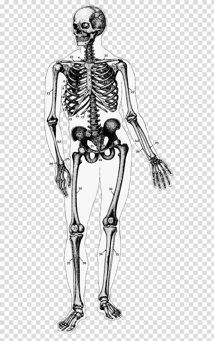 The human skeleton Human body Anatomy, Skeleton transparent background PNG clipart