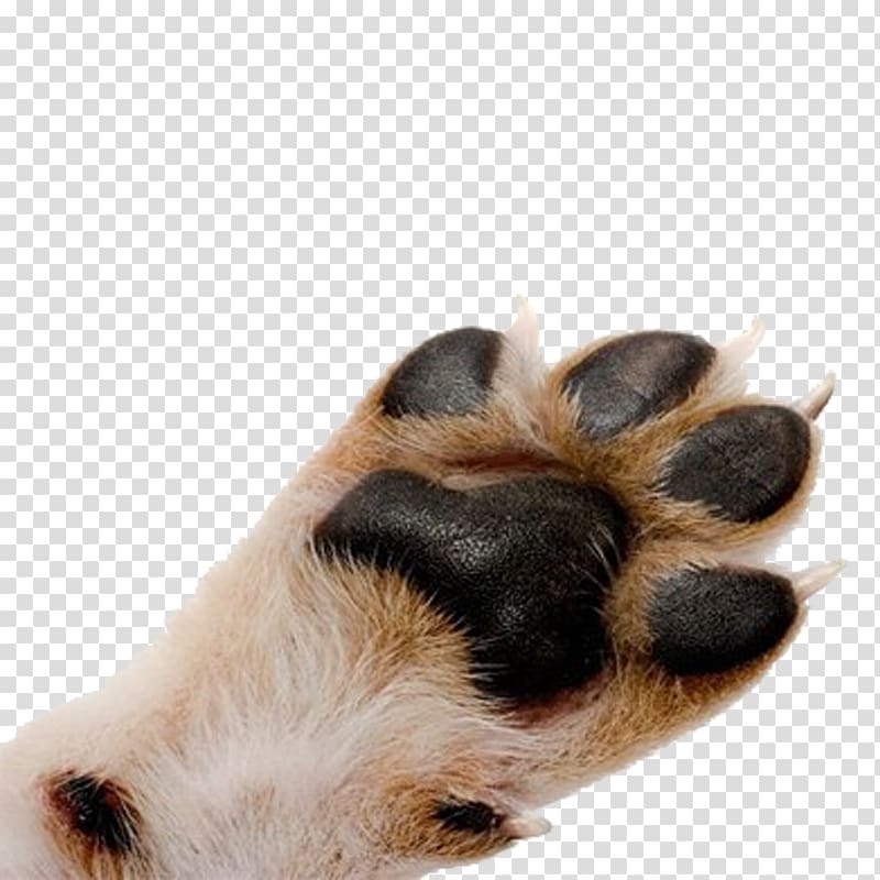 Pug Cat Paw Pet Dewclaw, Indian hair smelling melon transparent background PNG clipart