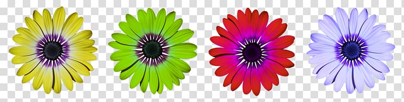 Flower Common daisy , dark green and purple transparent background PNG clipart