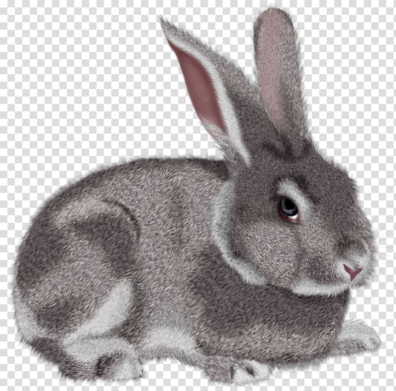 gray and white rabbit, Rabbit Hare , Grey Rabbit transparent background PNG clipart