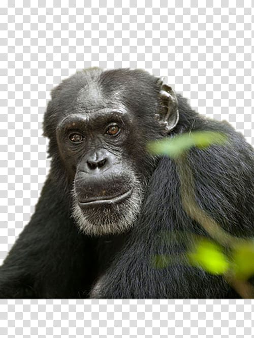 Common chimpanzee Orangutan Gorilla Ape Bonobo, Meng stay orangutans transparent background PNG clipart