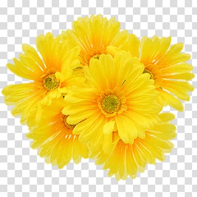 Transvaal daisy Common daisy Daisy family Flower Chrysanthemum, flower transparent background PNG clipart