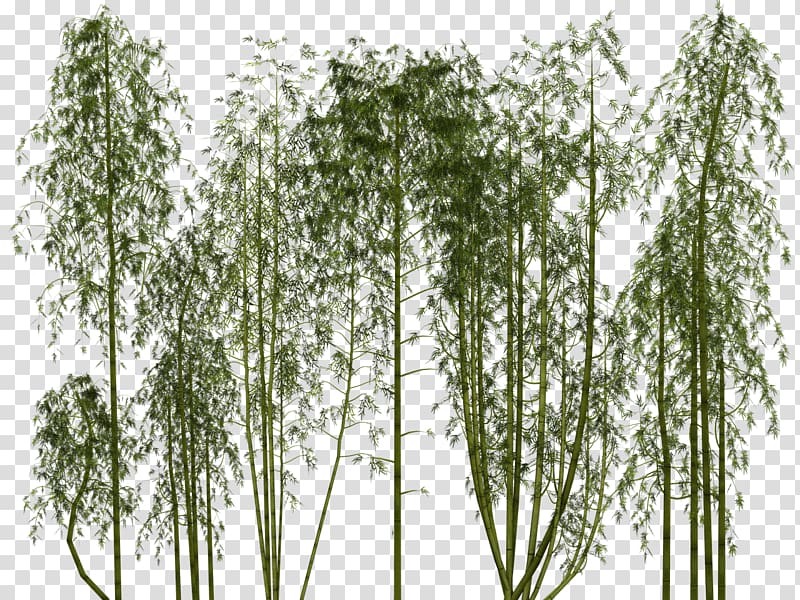 Bamboo Pixel Bamboe, Bamboo grove transparent background PNG clipart